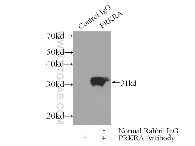 PACT Antibody in Immunoprecipitation (IP)