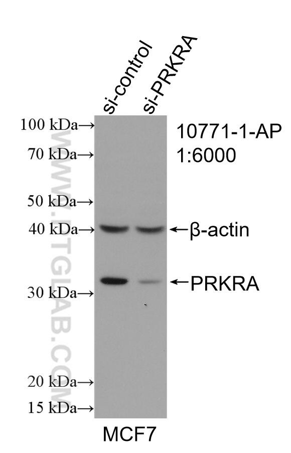 PACT Antibody in Western Blot (WB)