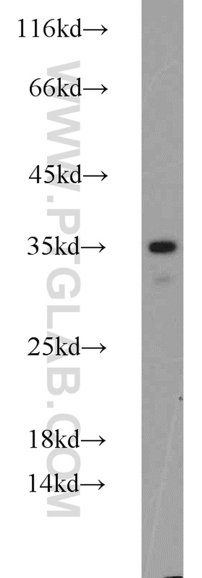 PACT Antibody in Western Blot (WB)