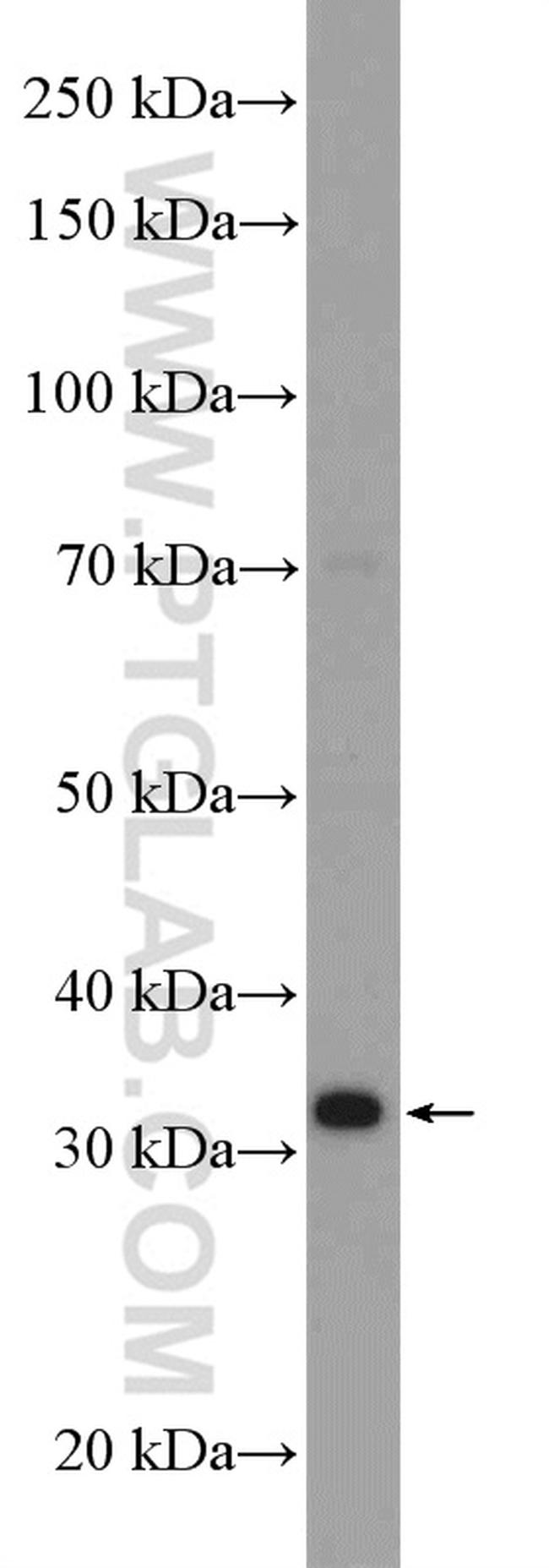 PACT Antibody in Western Blot (WB)