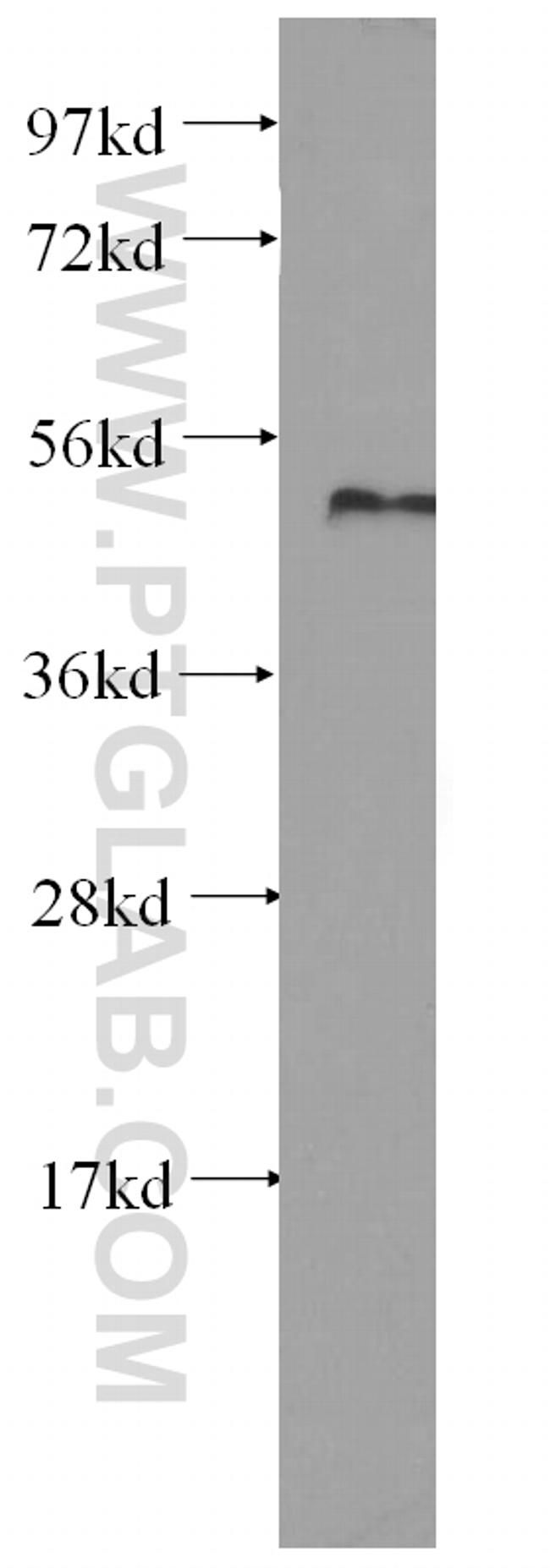 PRIM1 Antibody in Western Blot (WB)