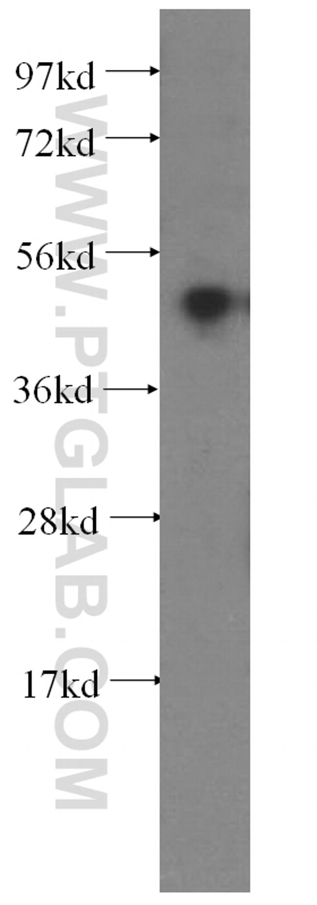 PRIM1 Antibody in Western Blot (WB)