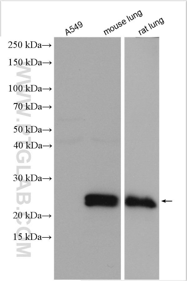 SFTPC Antibody in Western Blot (WB)