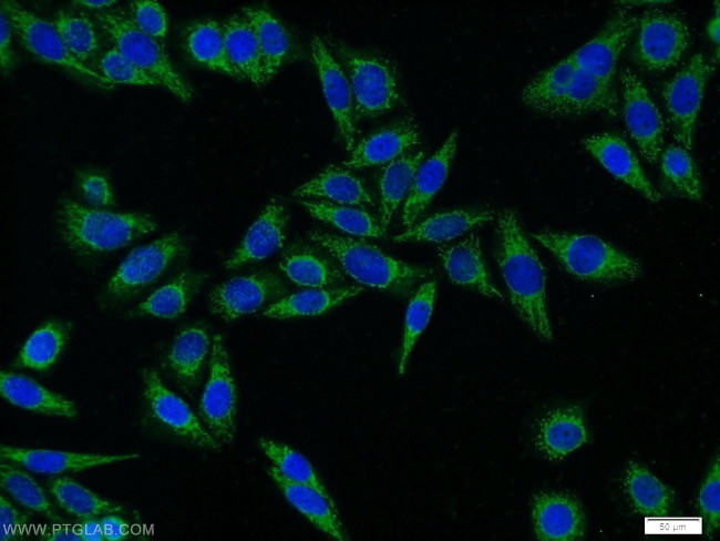 Dopamine beta Hydroxylase Antibody in Immunocytochemistry (ICC/IF)