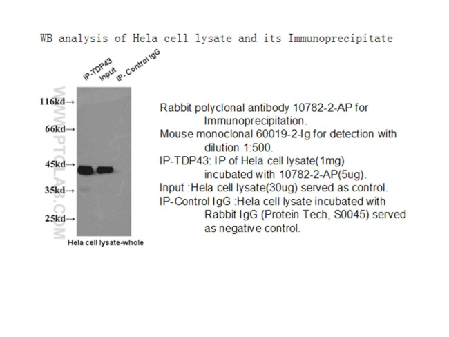 TDP-43 Antibody in Immunoprecipitation (IP)