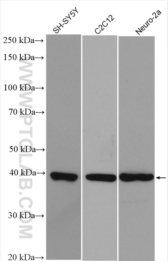 TDP-43 Antibody in Western Blot (WB)