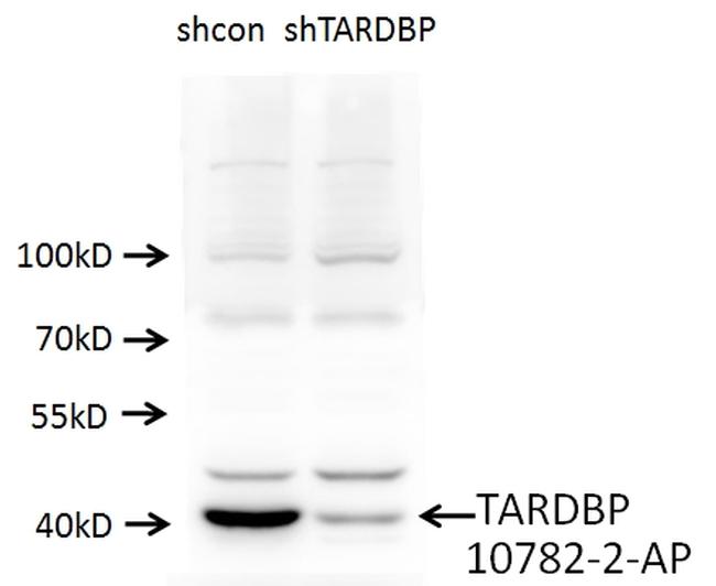 TDP-43 Antibody in Western Blot (WB)