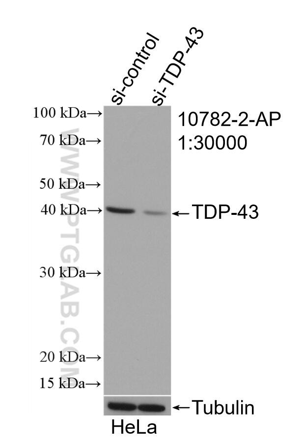 TDP-43 Antibody in Western Blot (WB)