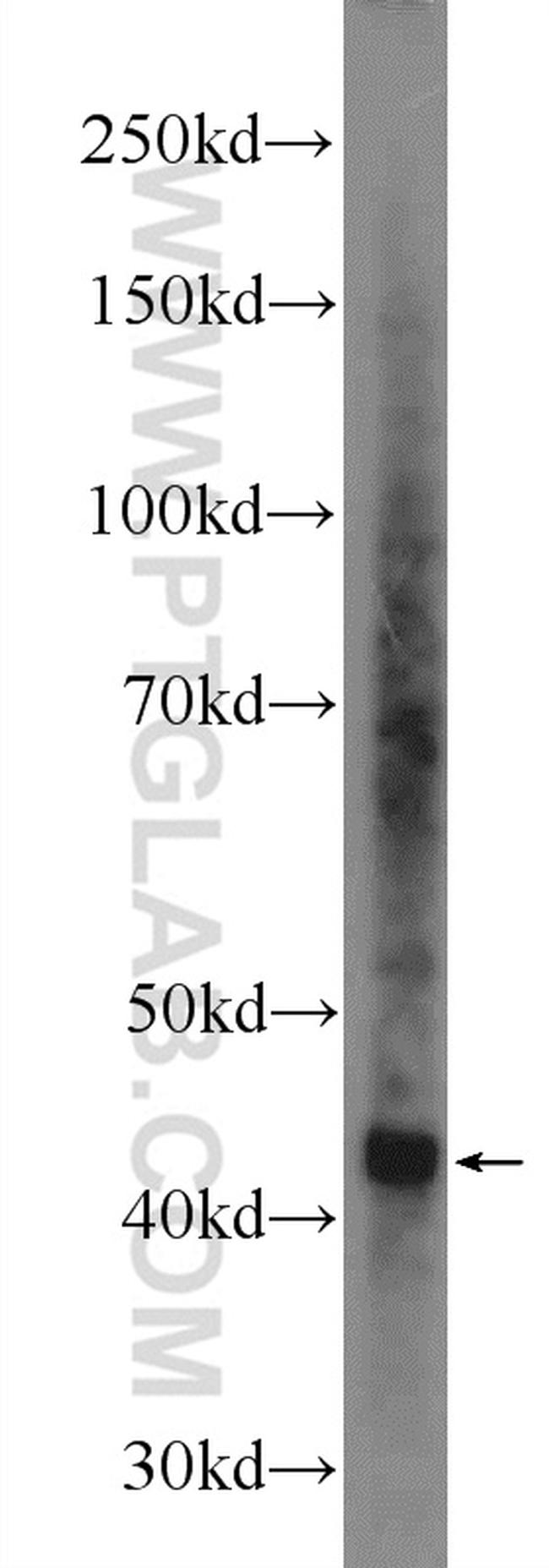 TDP-43 Antibody in Western Blot (WB)