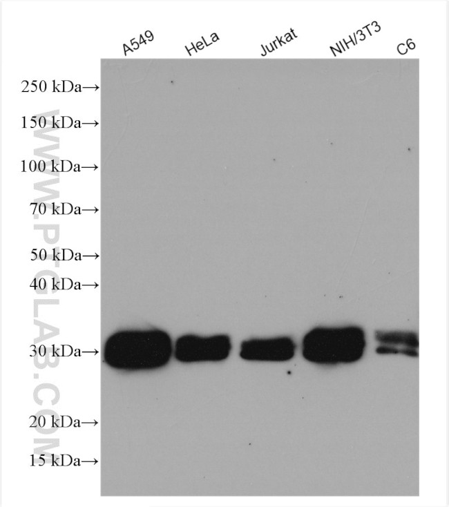 Bcl-XL Antibody in Western Blot (WB)