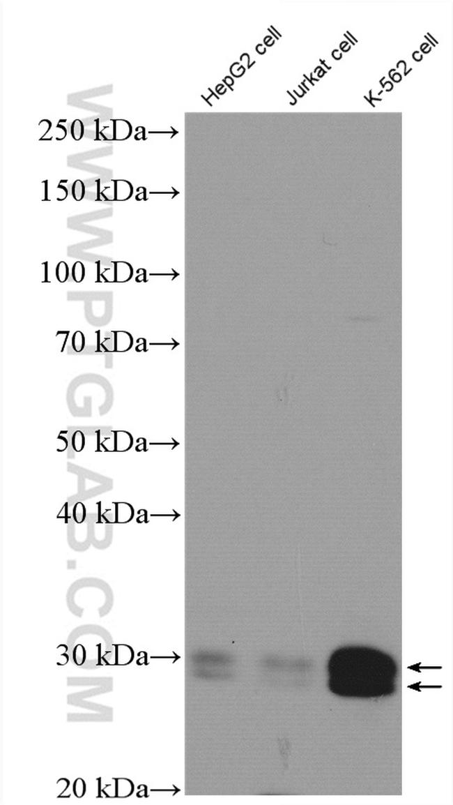 Bcl-XL Antibody in Western Blot (WB)