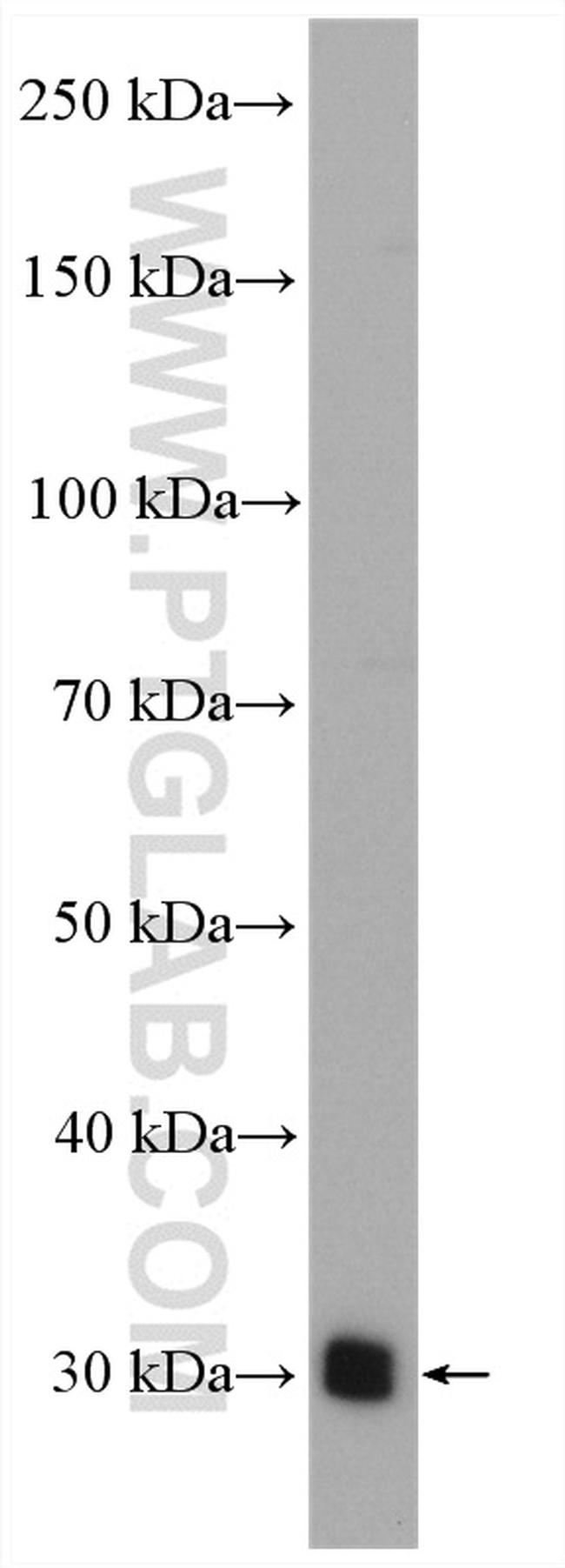 Bcl-XL Antibody in Western Blot (WB)