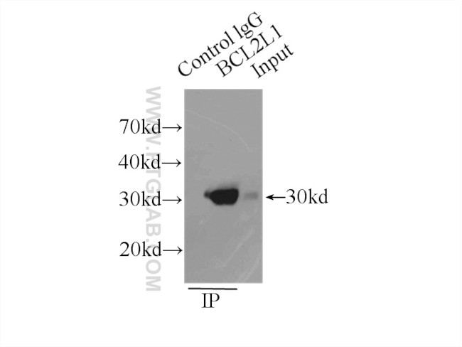 Bcl-XL Antibody in Immunoprecipitation (IP)