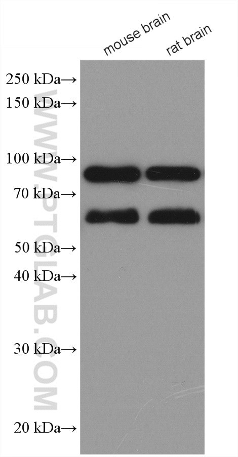 TRIM9 Antibody in Western Blot (WB)