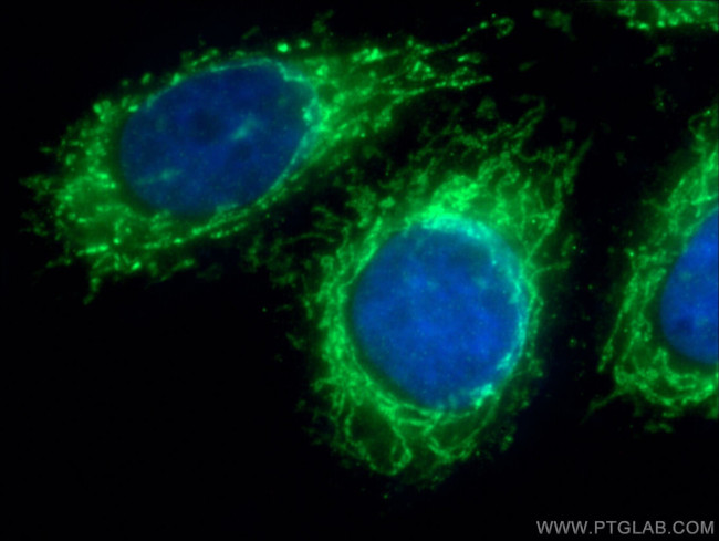 Prohibitin Antibody in Immunocytochemistry (ICC/IF)