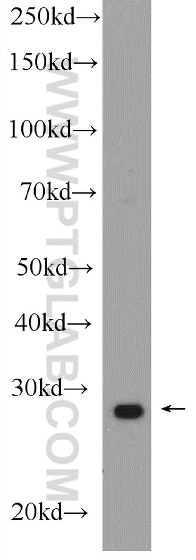 Prohibitin Antibody in Western Blot (WB)