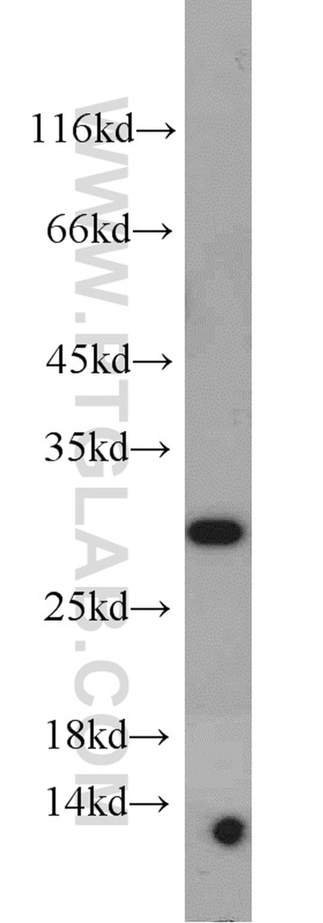 Prohibitin Antibody in Western Blot (WB)