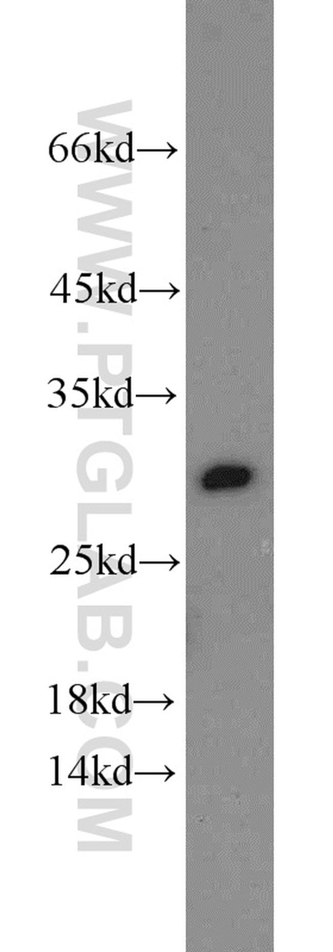 Prohibitin Antibody in Western Blot (WB)