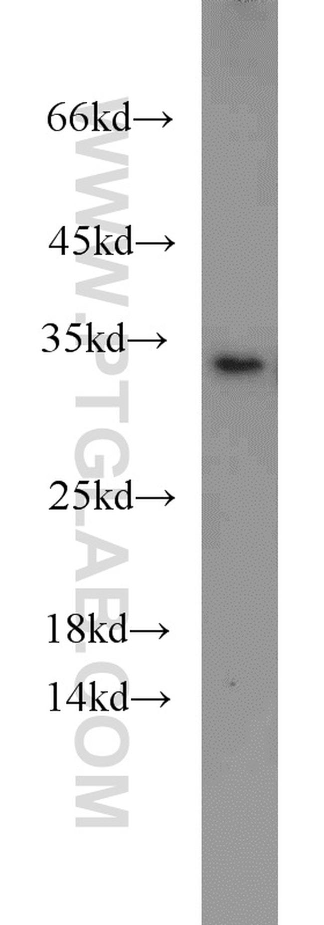 Prohibitin Antibody in Western Blot (WB)