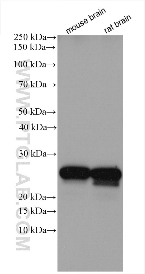 RAB3C Antibody in Western Blot (WB)