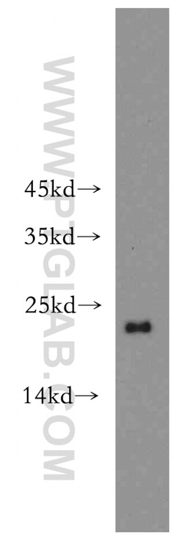 ARF1 Antibody in Western Blot (WB)