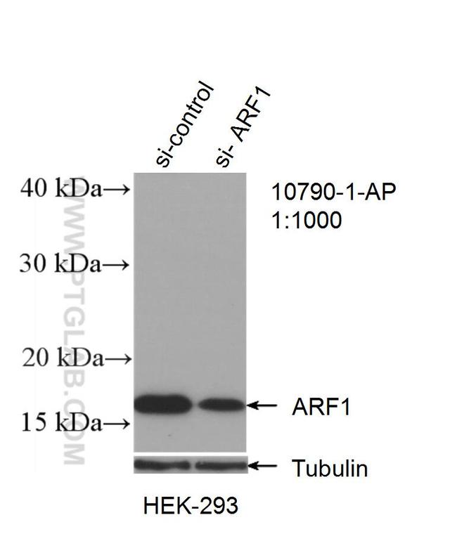 ARF1 Antibody in Western Blot (WB)