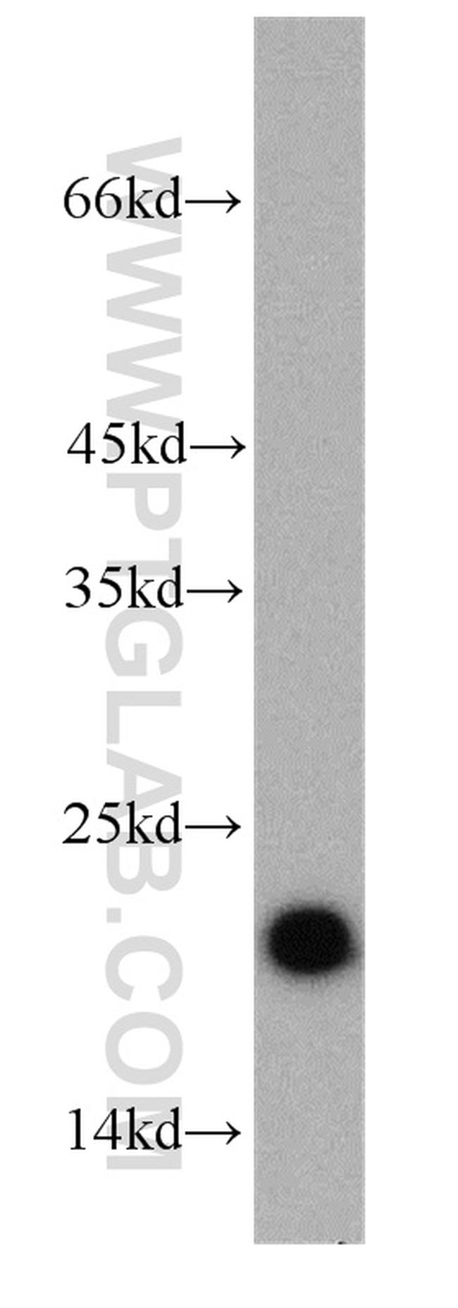 ARF1 Antibody in Western Blot (WB)