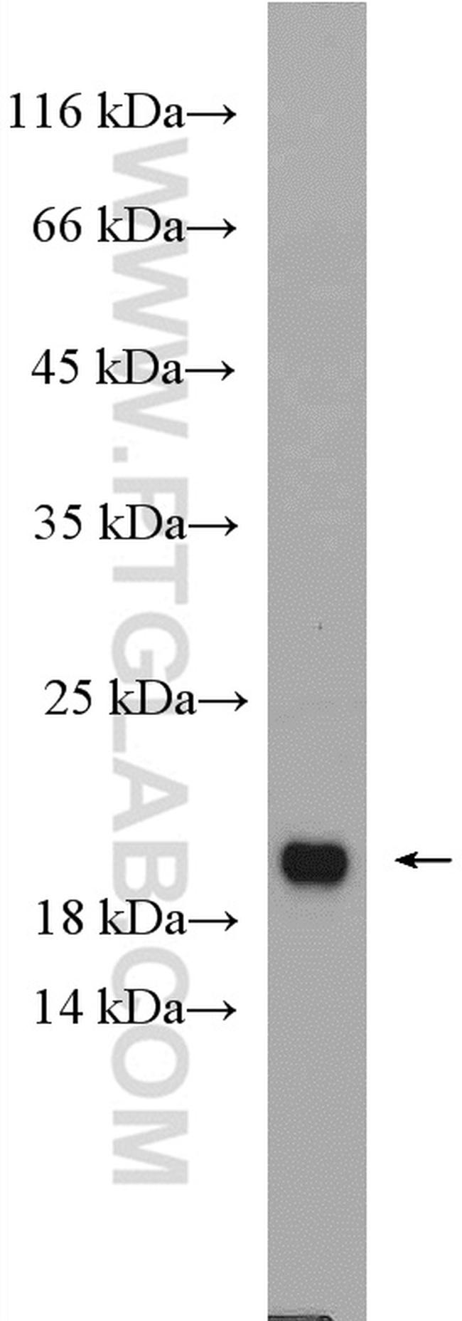 ARF1 Antibody in Western Blot (WB)