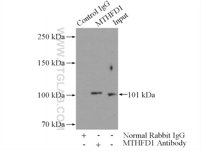 MTHFD1 Antibody in Immunoprecipitation (IP)