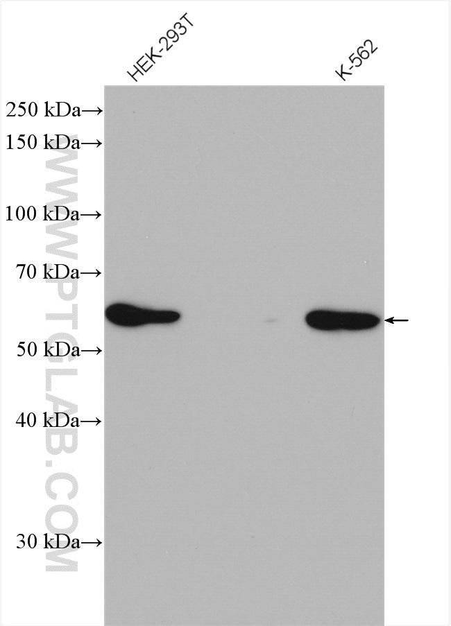 Sestrin 2 Antibody in Western Blot (WB)