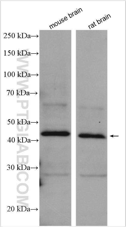 CNTFR Antibody in Western Blot (WB)