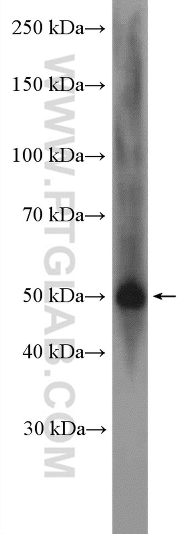 CNTFR Antibody in Western Blot (WB)