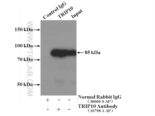 TRIP10 Antibody in Immunoprecipitation (IP)