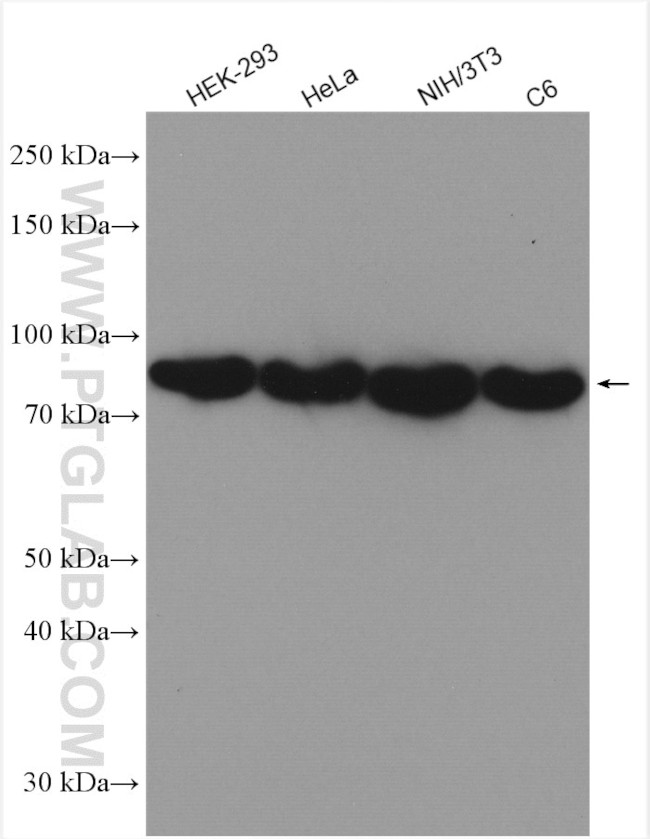 TRIP10 Antibody in Western Blot (WB)