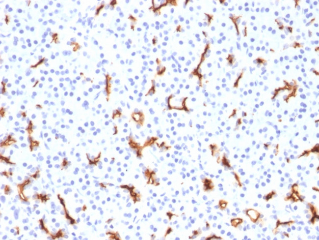 CFTR (Cystic Fibrosis Transmembrane Conductance Regulator) Antibody in Immunohistochemistry (Paraffin) (IHC (P))