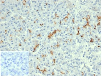 CFTR (Cystic Fibrosis Transmembrane Conductance Regulator) Antibody in Immunohistochemistry (Paraffin) (IHC (P))