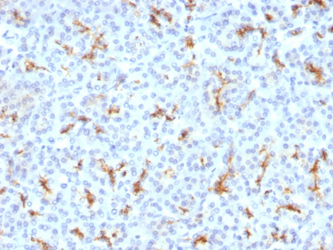 CFTR (Cystic Fibrosis Transmembrane Conductance Regulator) Antibody in Immunohistochemistry (Paraffin) (IHC (P))