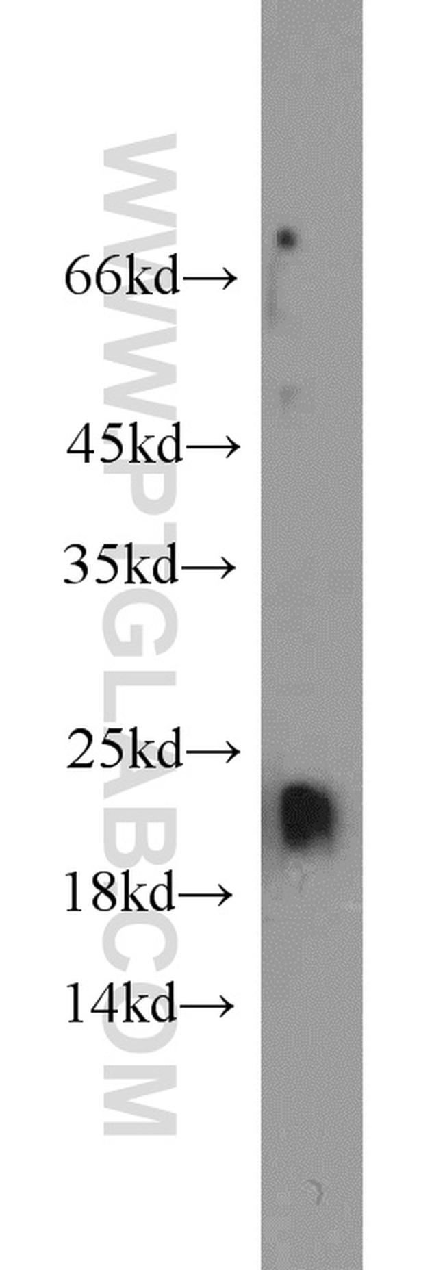 ARF3 Antibody in Western Blot (WB)