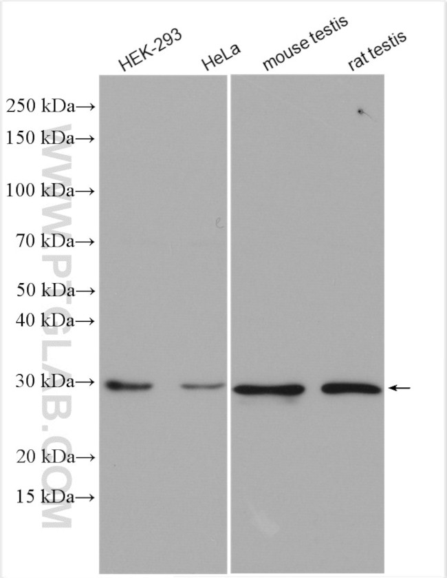 Geminin Antibody in Western Blot (WB)