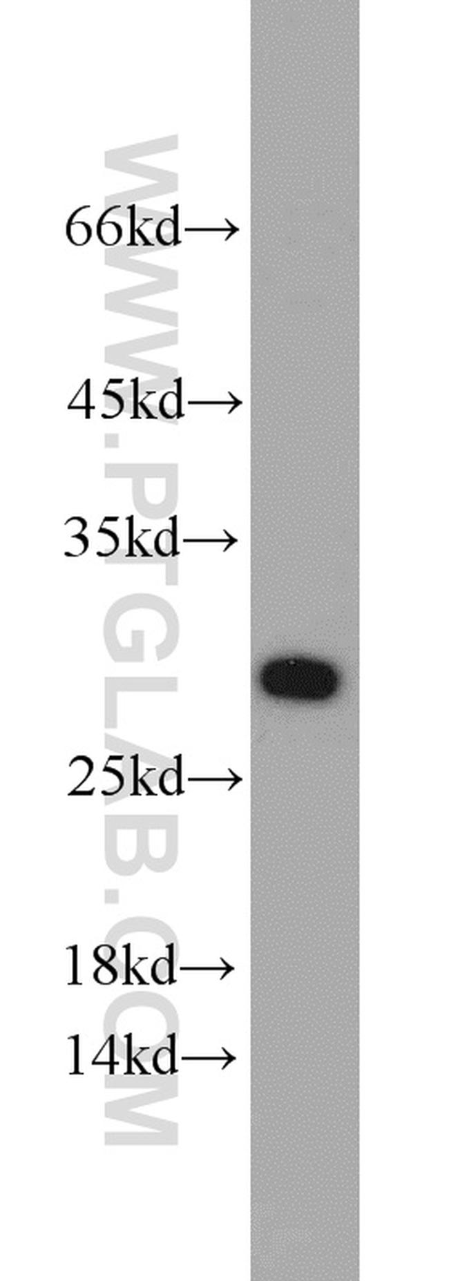 Geminin Antibody in Western Blot (WB)