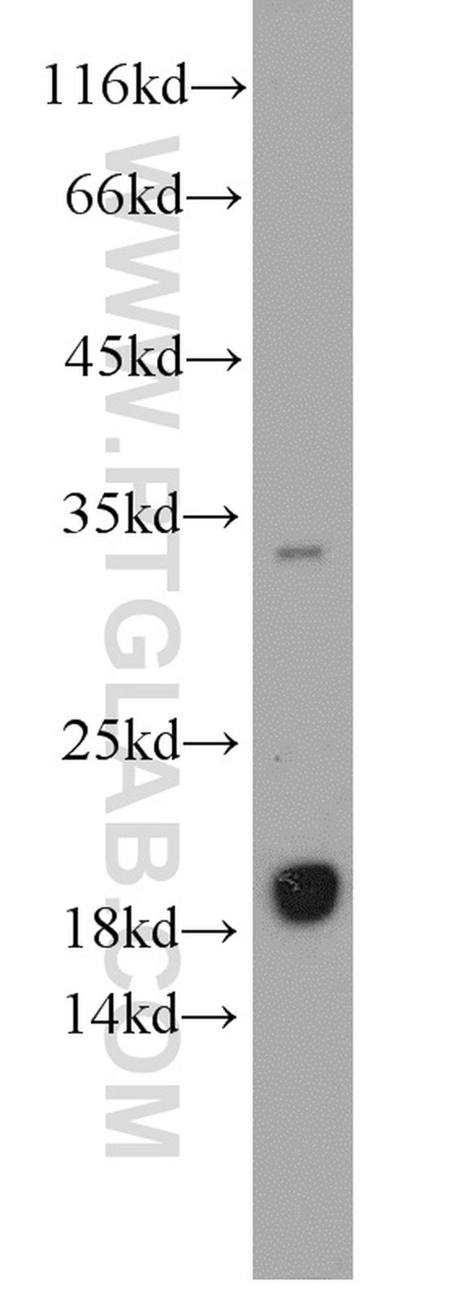 EEF1E1 Antibody in Western Blot (WB)