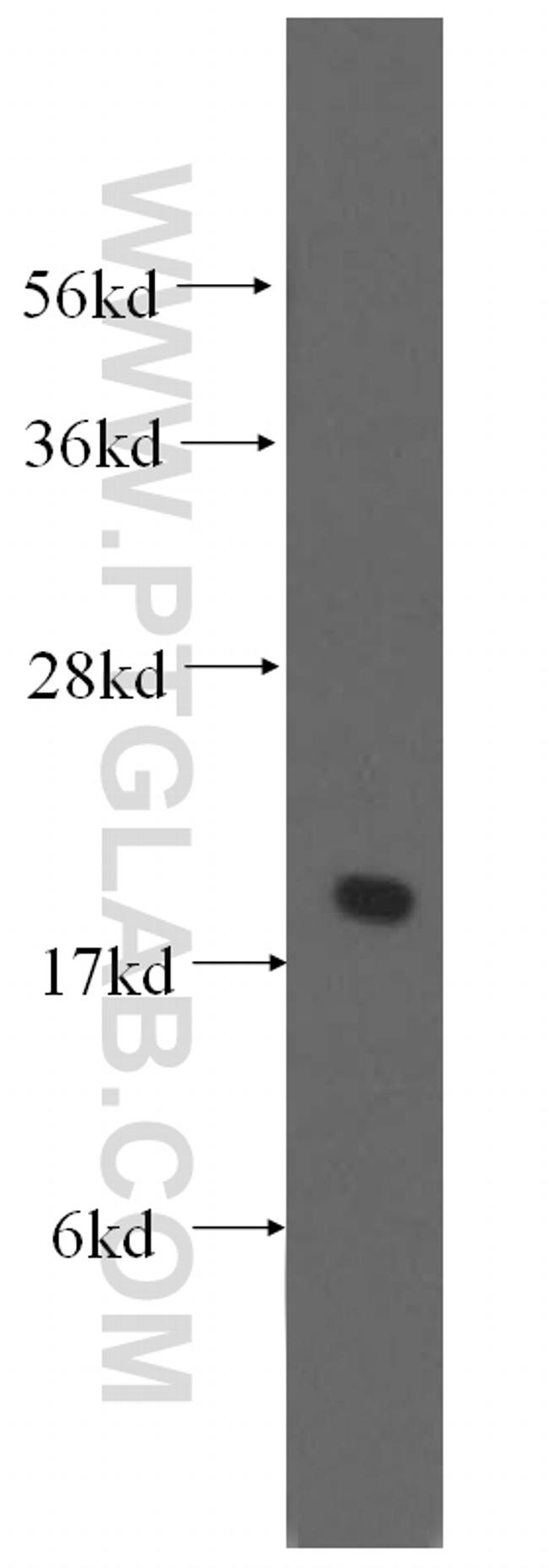 EEF1E1 Antibody in Western Blot (WB)