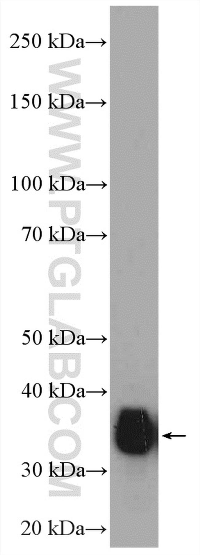 RFC4 Antibody in Western Blot (WB)