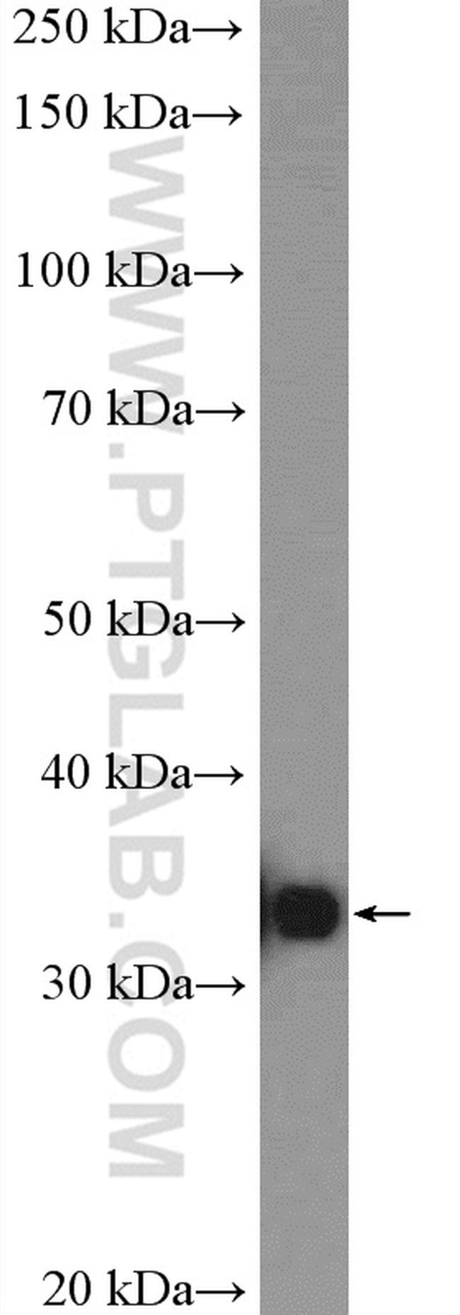 RFC4 Antibody in Western Blot (WB)