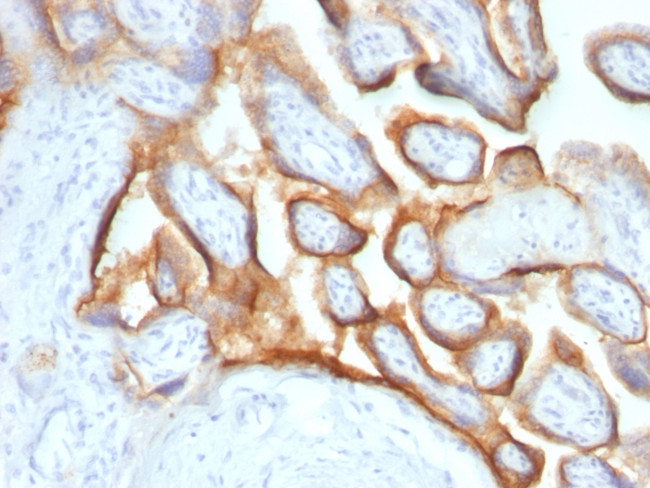 HCG-alpha Antibody in Immunohistochemistry (Paraffin) (IHC (P))