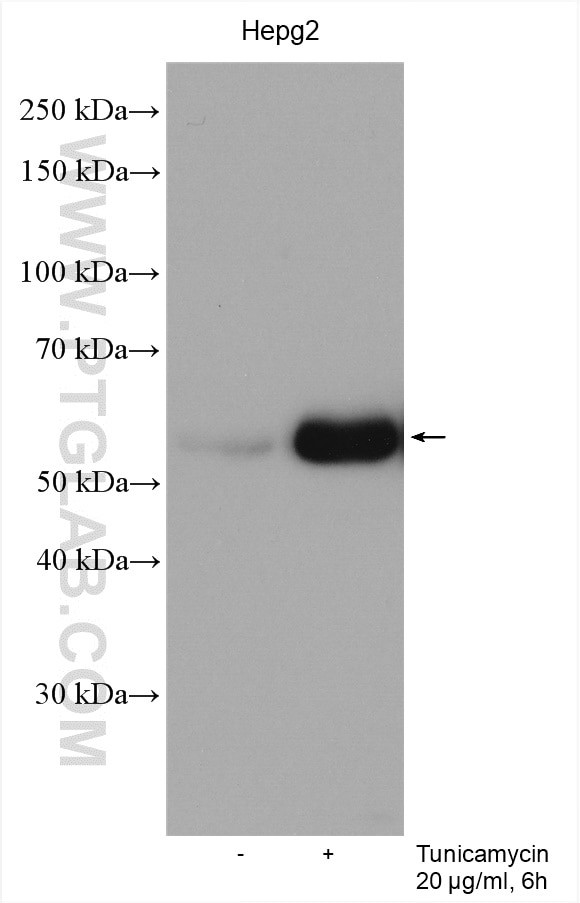 HERP Antibody in Western Blot (WB)