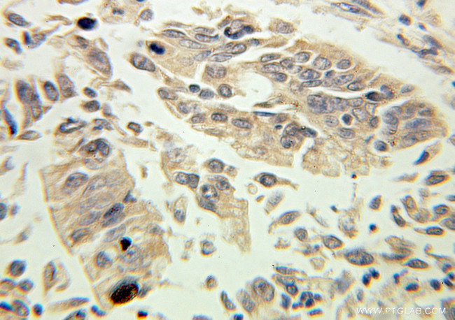 Kallikrein 1 Antibody in Immunohistochemistry (Paraffin) (IHC (P))