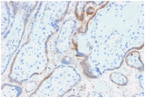 HCG-beta Antibody in Immunohistochemistry (Paraffin) (IHC (P))