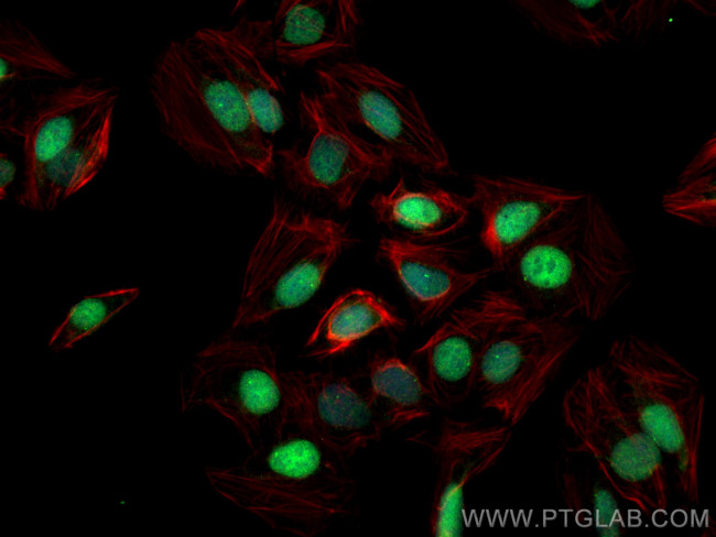 c-MYC Antibody in Immunocytochemistry (ICC/IF)