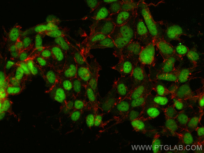 c-MYC Antibody in Immunocytochemistry (ICC/IF)